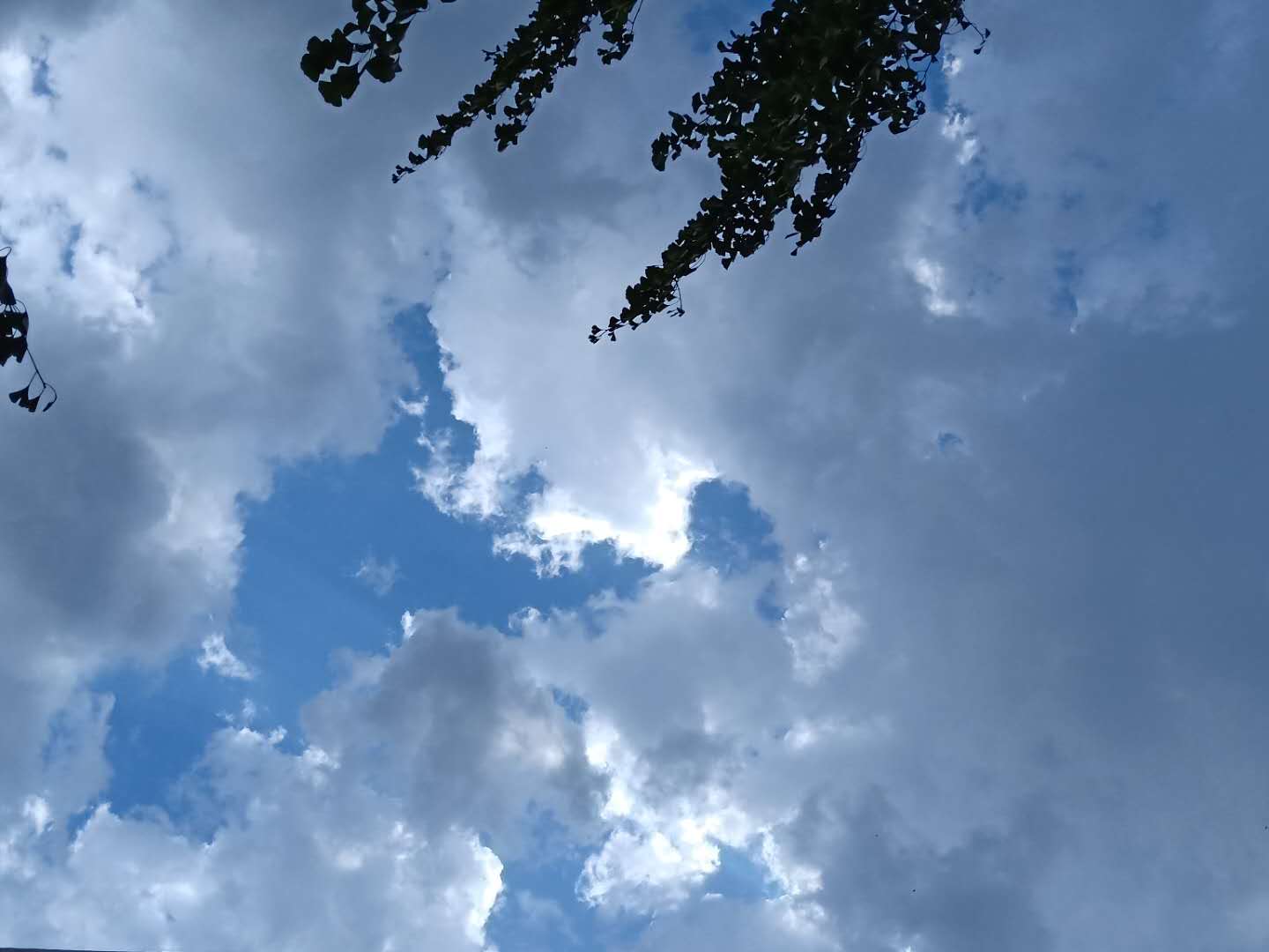 简历头像